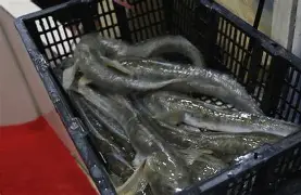 -包含沙尔克措步维持胜势，小组崛起的词条