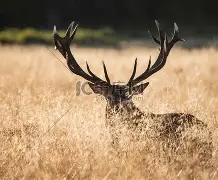-雄鹿碾压鹈鹕，布拉德利惊艳世界
